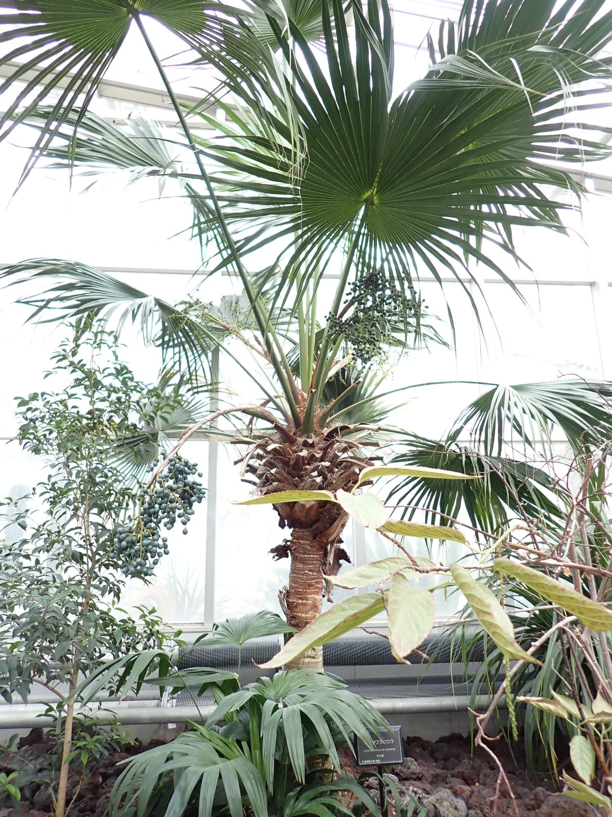 Botanical specimen of Livistona Boninensis.
