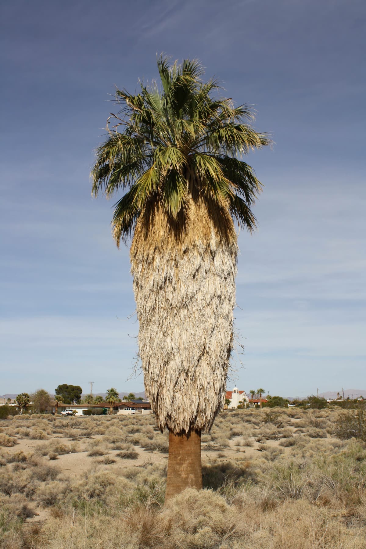 Botanical specimen of Livistona Carinensis.