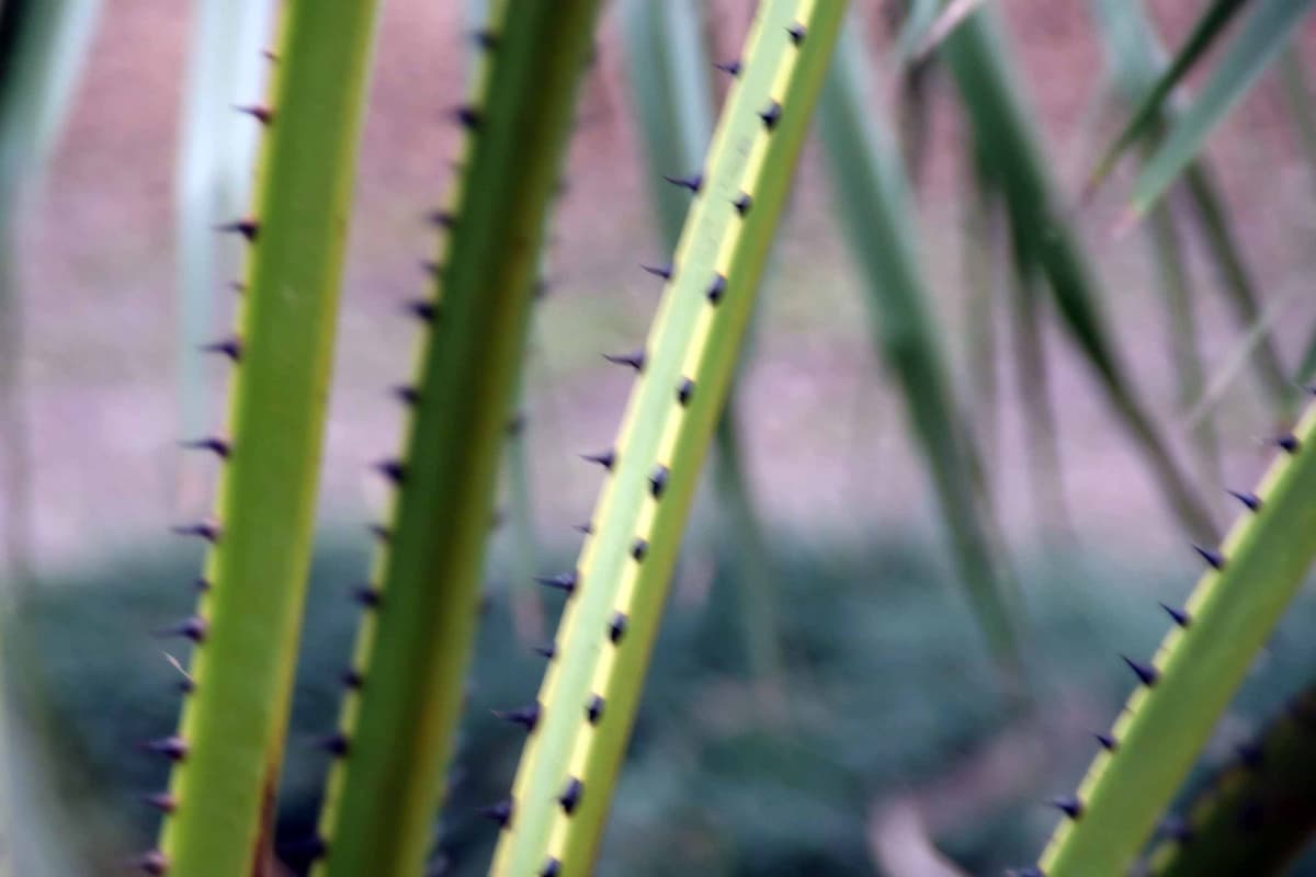Botanical specimen of Livistona Carinensis.