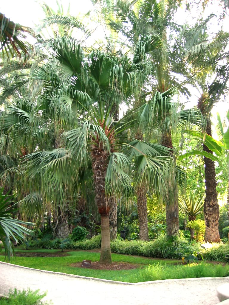 Botanical specimen of Livistona Chinensis.