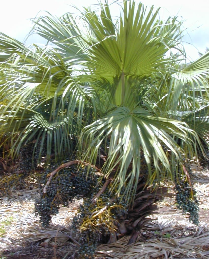 Botanical specimen of Livistona Chinensis.