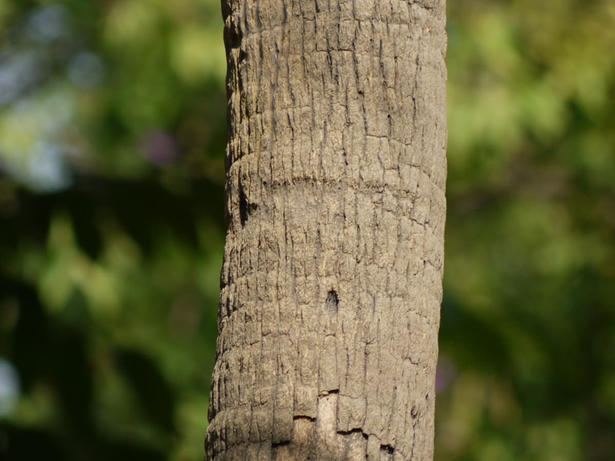 Botanical specimen of Livistona Chinensis.