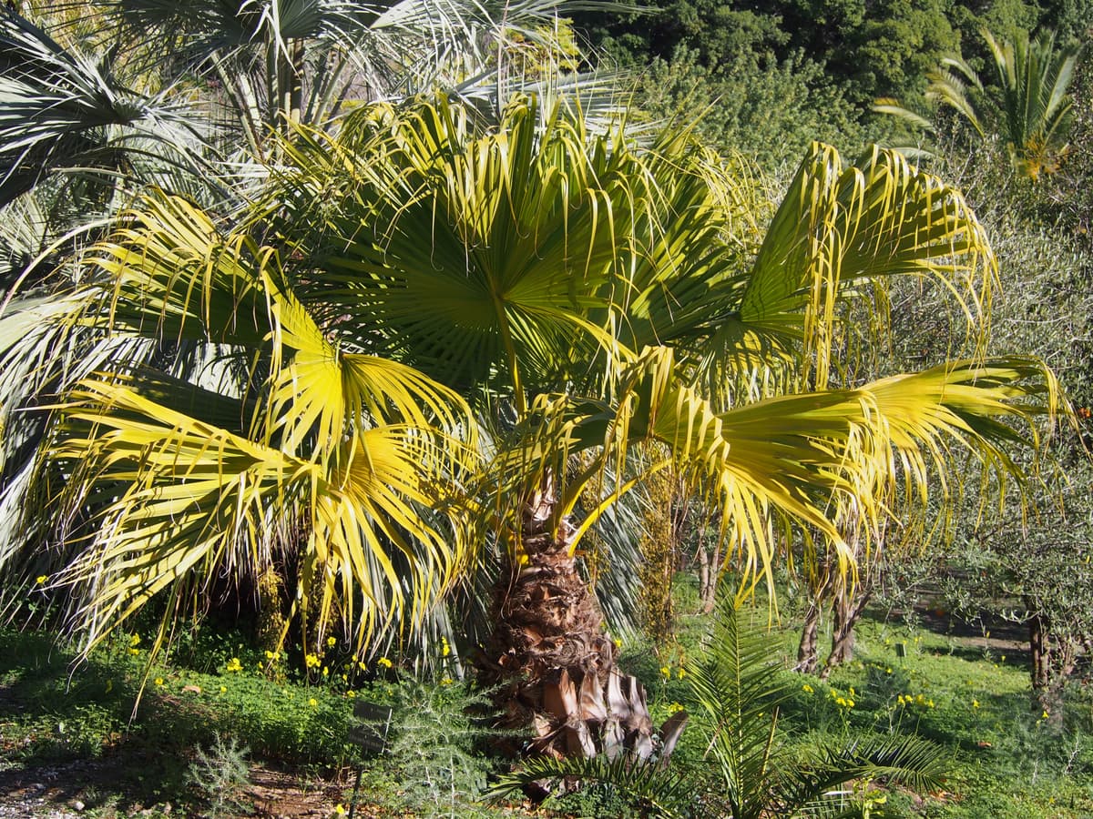Botanical specimen of Livistona Chinensis.