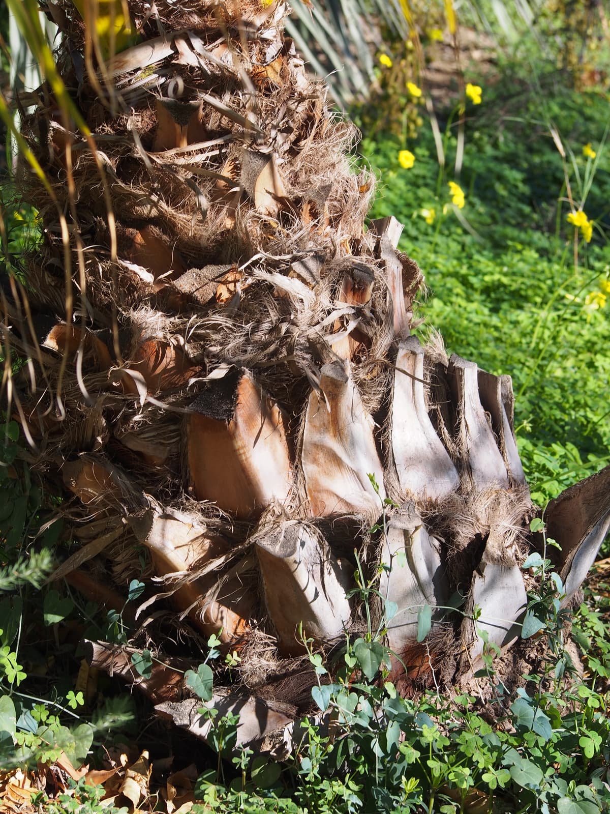 Botanical specimen of Livistona Chinensis.