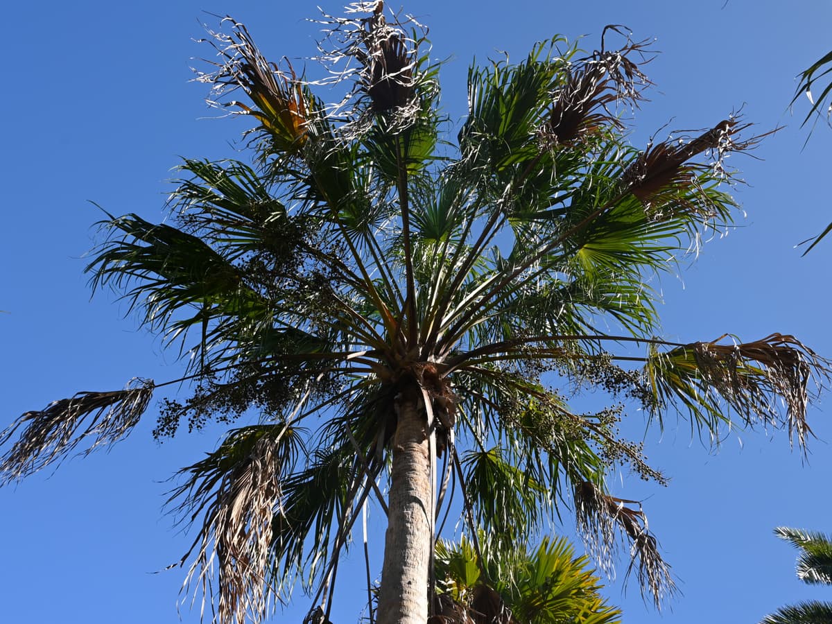 Botanical specimen of Livistona Concinna.