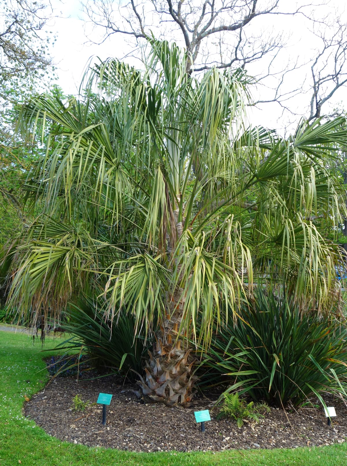 Botanical specimen of Livistona Decora.