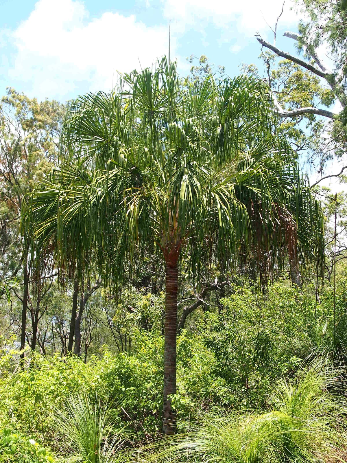 Botanical specimen of Livistona Decora.