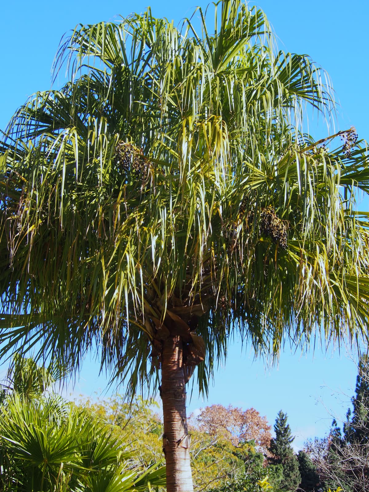 Botanical specimen of Livistona Decora.