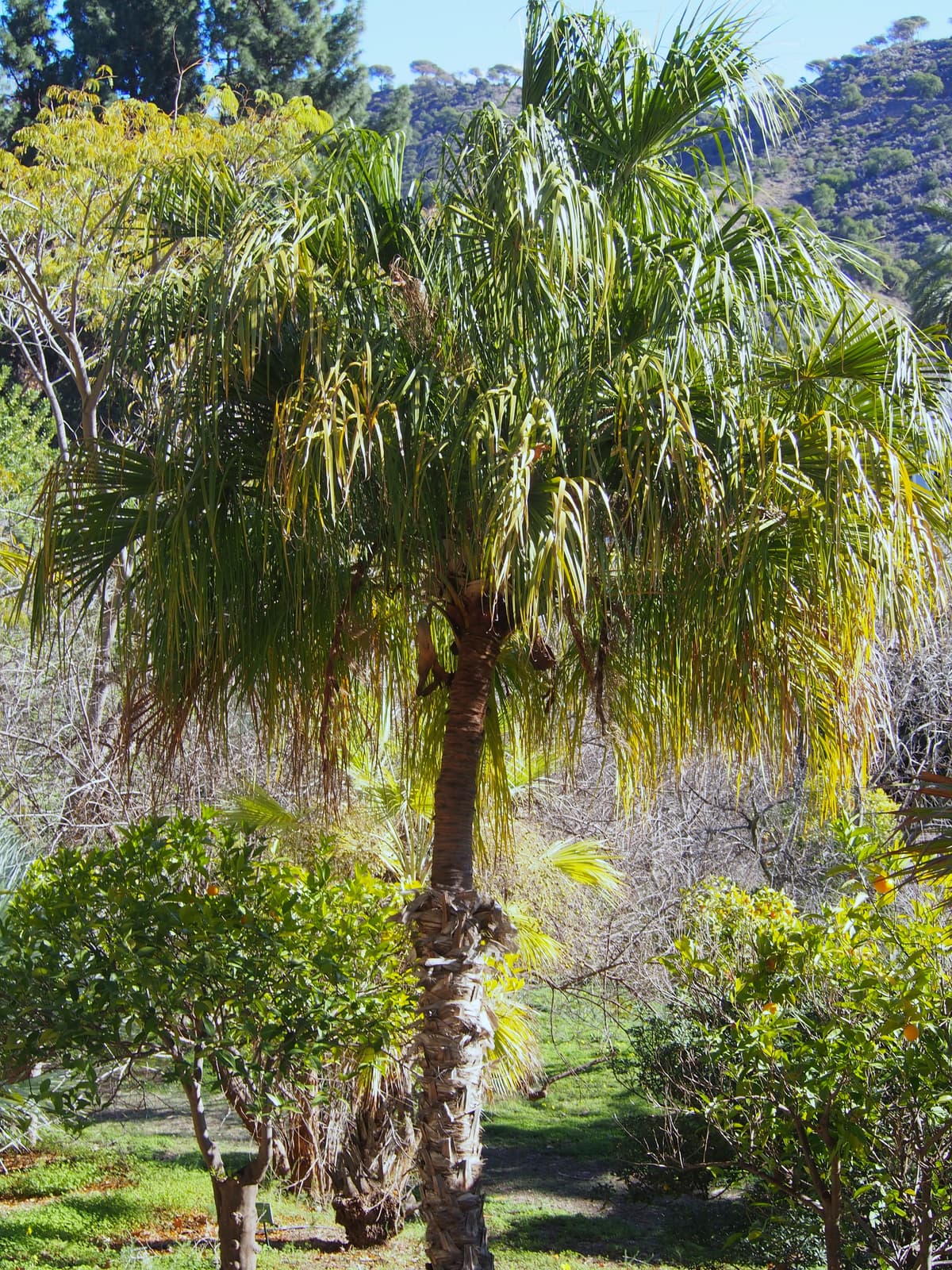 Botanical specimen of Livistona Decora.