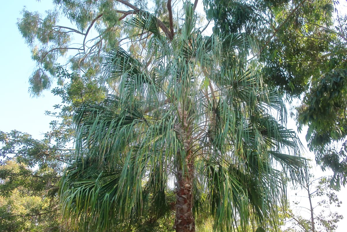 Botanical specimen of Livistona Drudei.