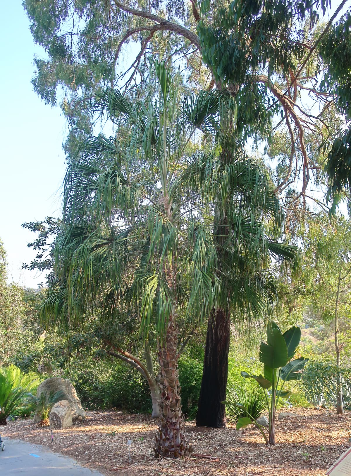 Botanical specimen of Livistona Drudei.