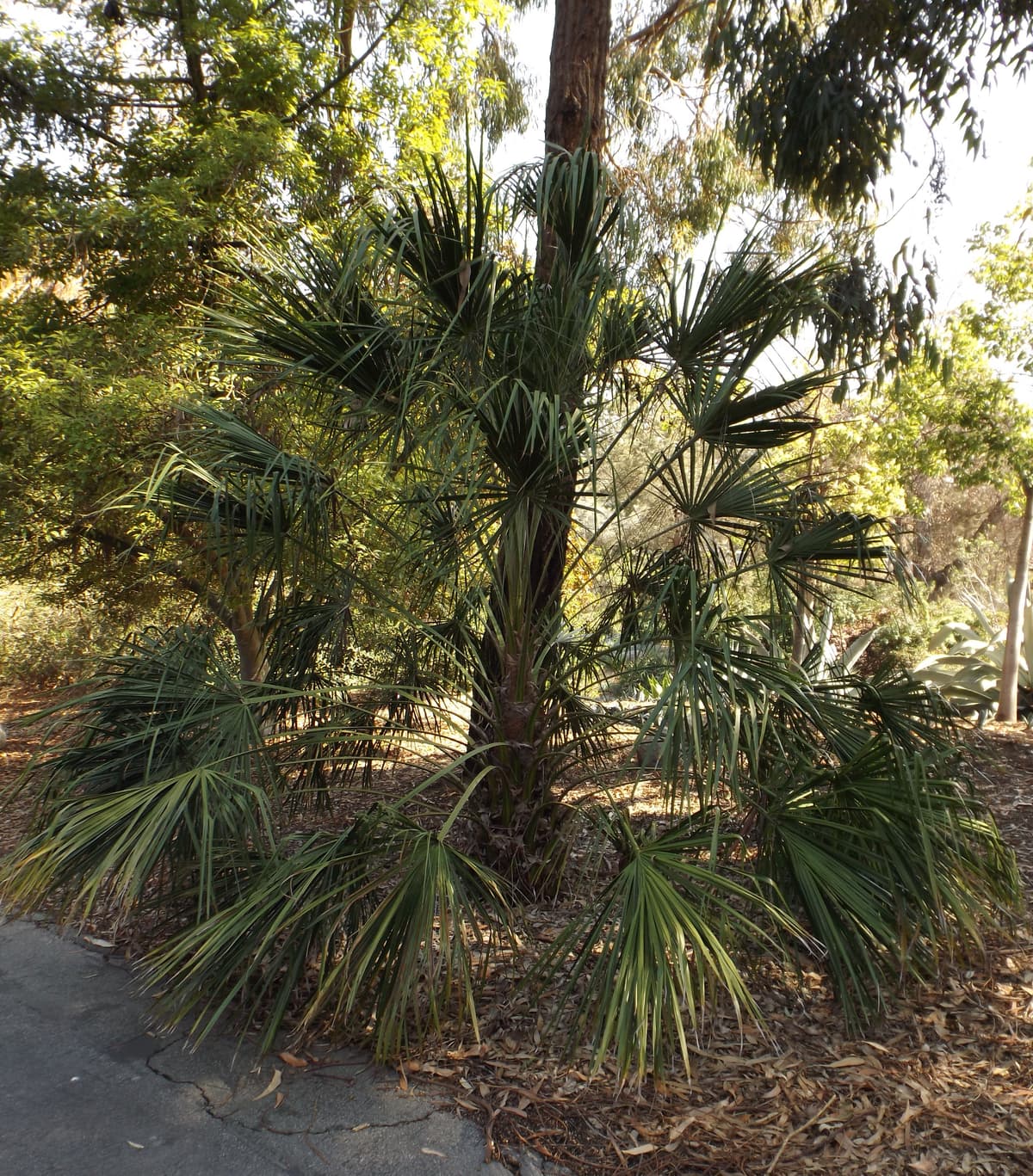 Botanical specimen of Livistona Drudei.