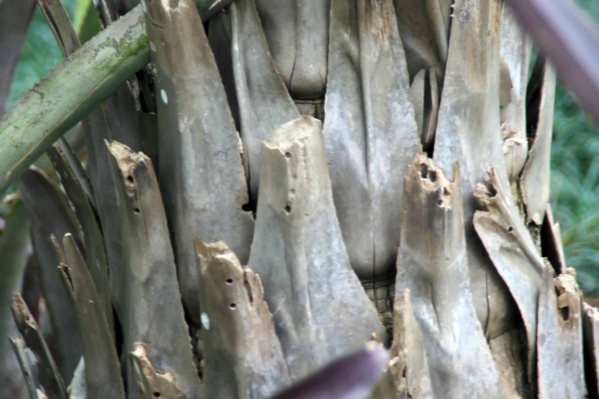 Botanical specimen of Livistona Drudei.