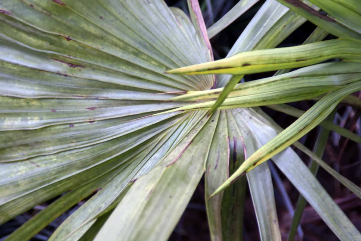 Botanical specimen of Livistona Eastonii.