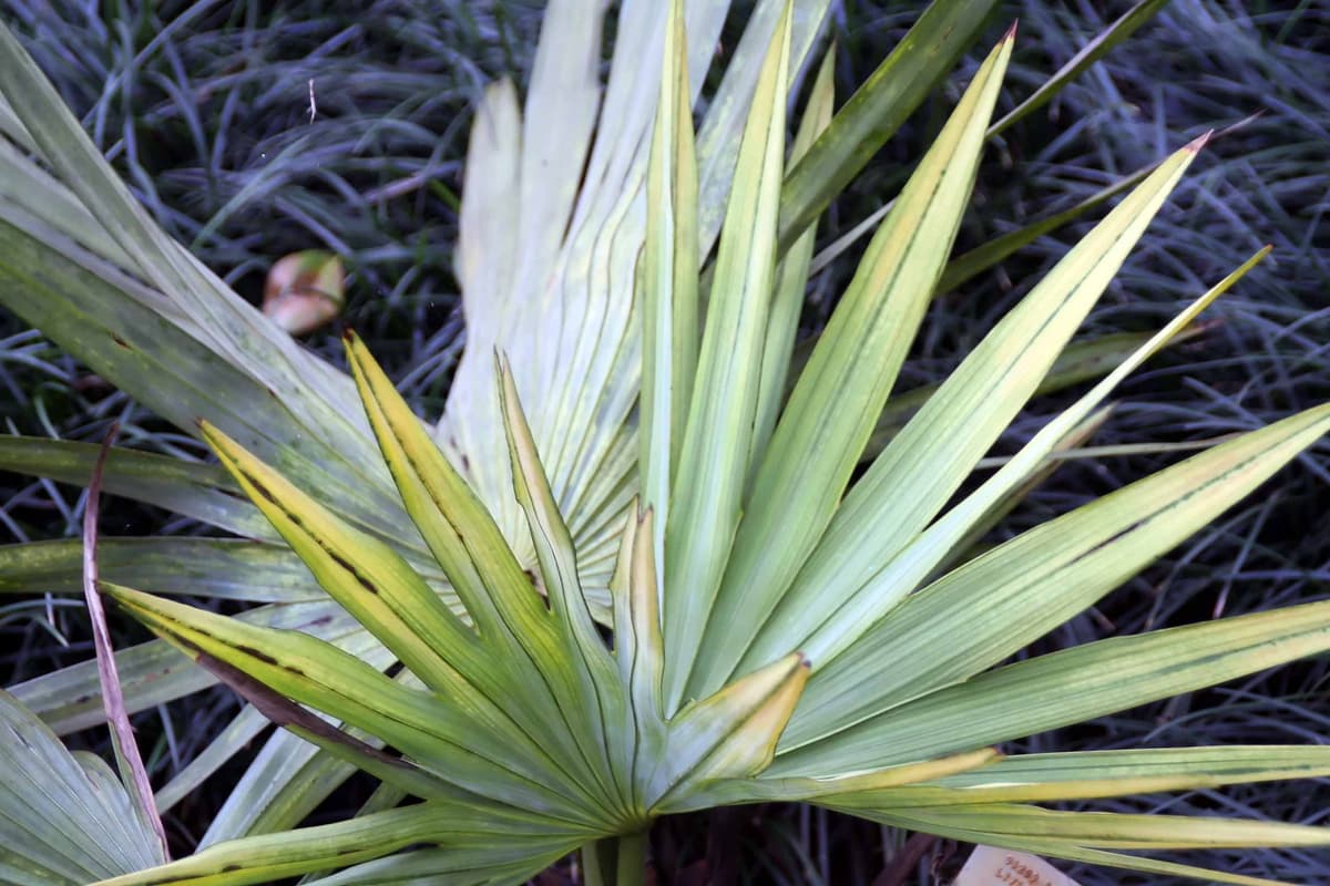 Botanical specimen of Livistona Eastonii.