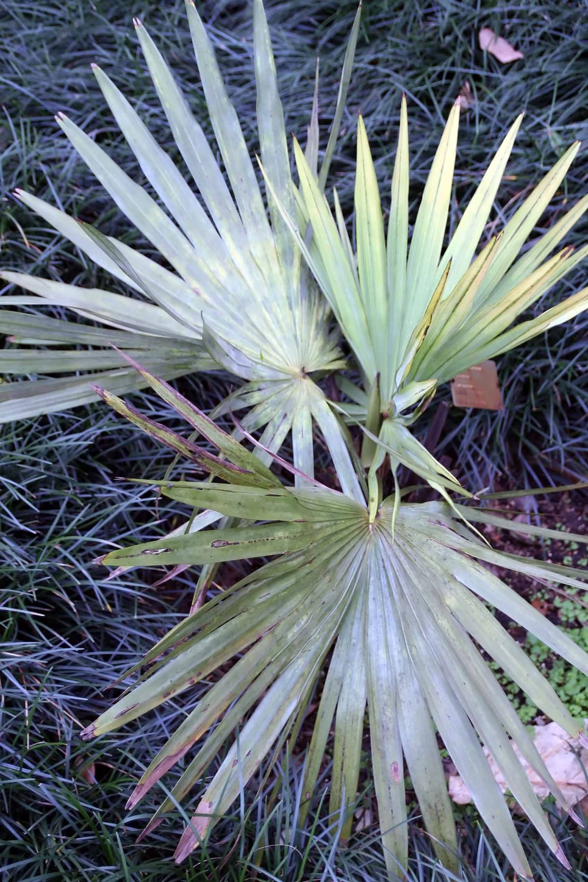 Botanical specimen of Livistona Eastonii.