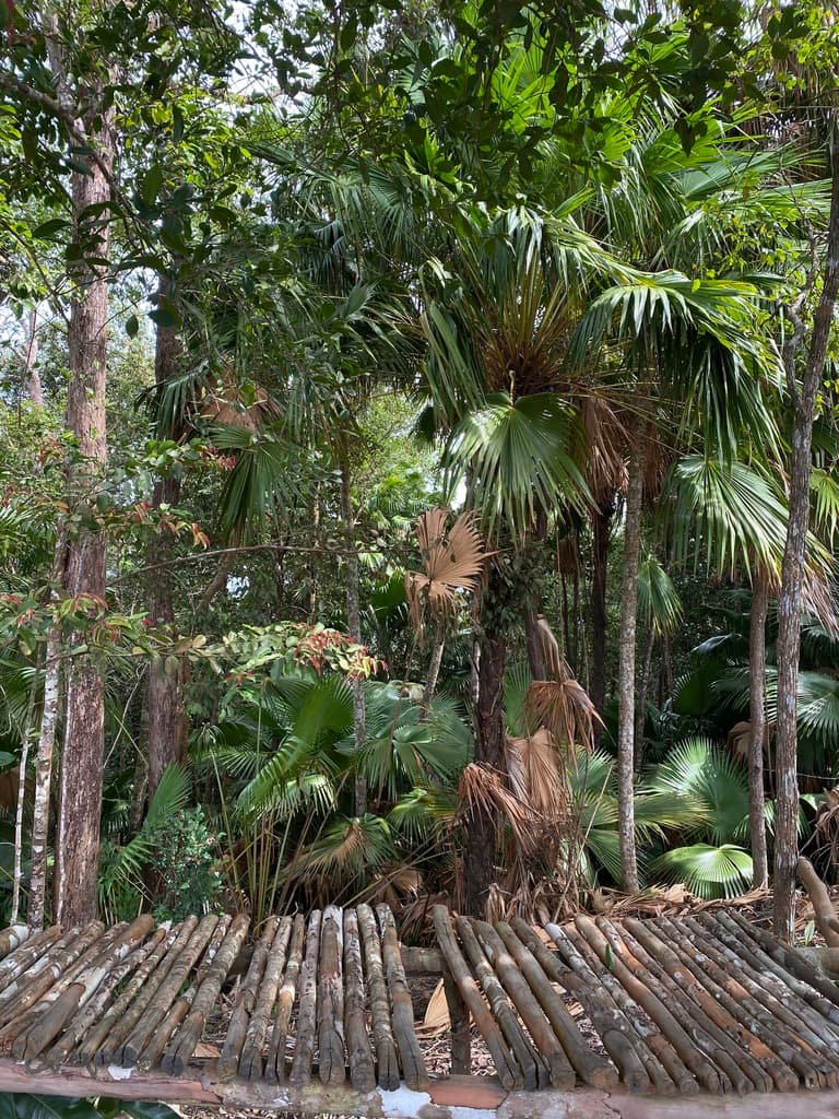 Botanical specimen of Livistona Endauensis.