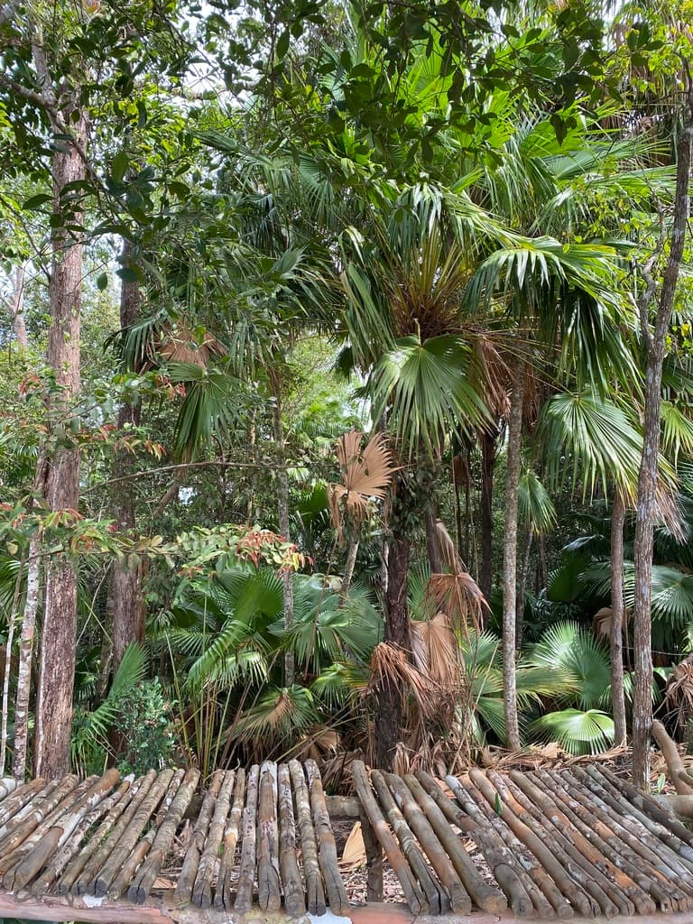 Botanical specimen of Livistona Endauensis.