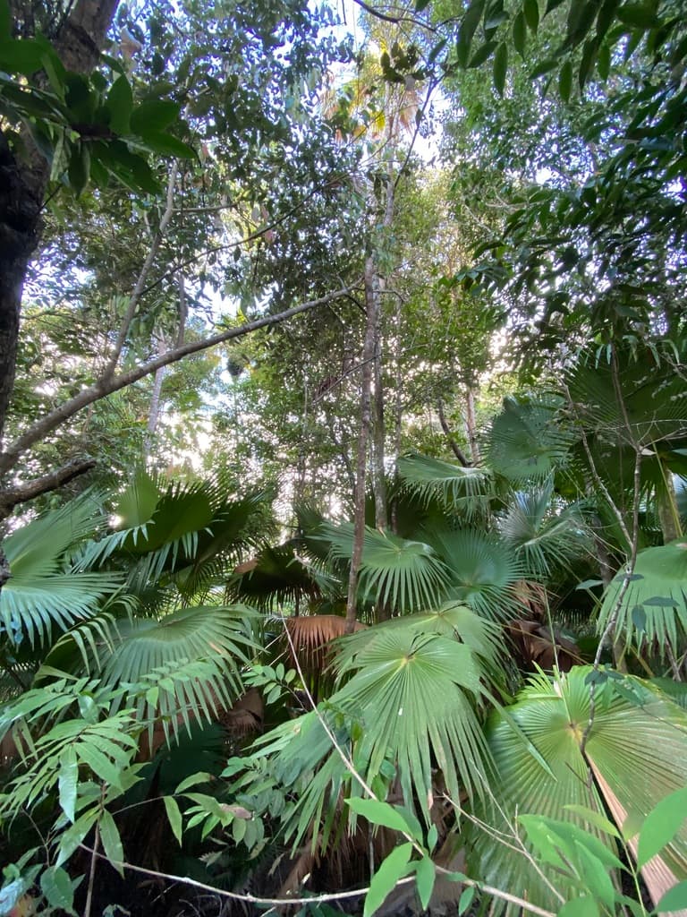 Botanical specimen of Livistona Endauensis.