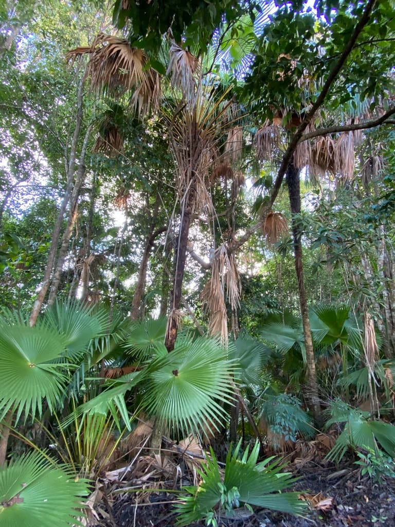 Botanical specimen of Livistona Endauensis.