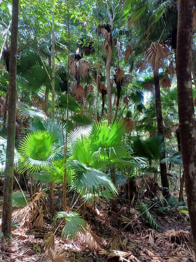 Botanical specimen of Livistona Endauensis.