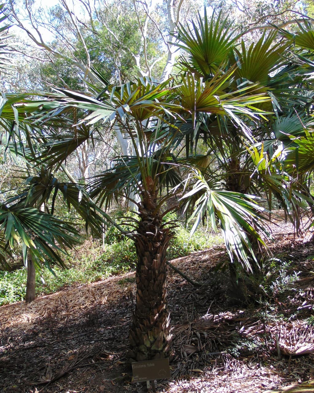 Botanical specimen of Livistona Fulva.