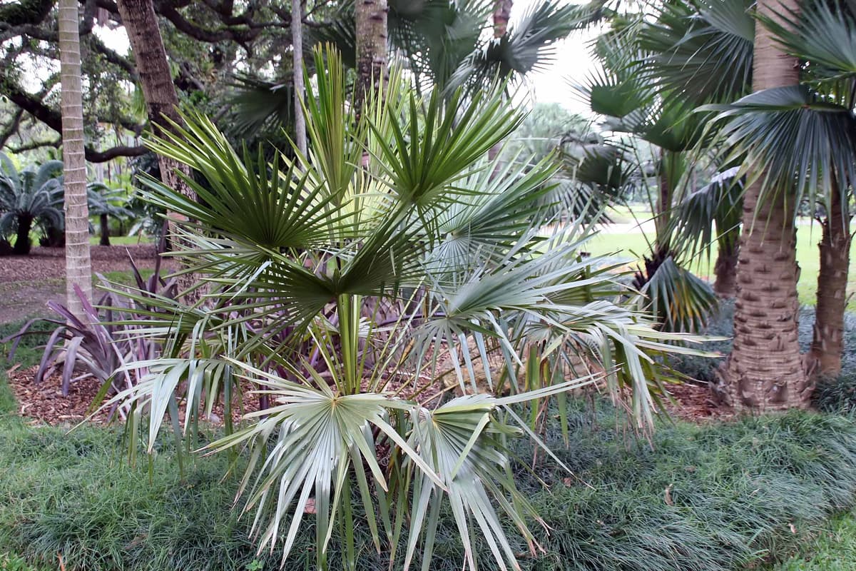 Botanical specimen of Livistona Fulva.