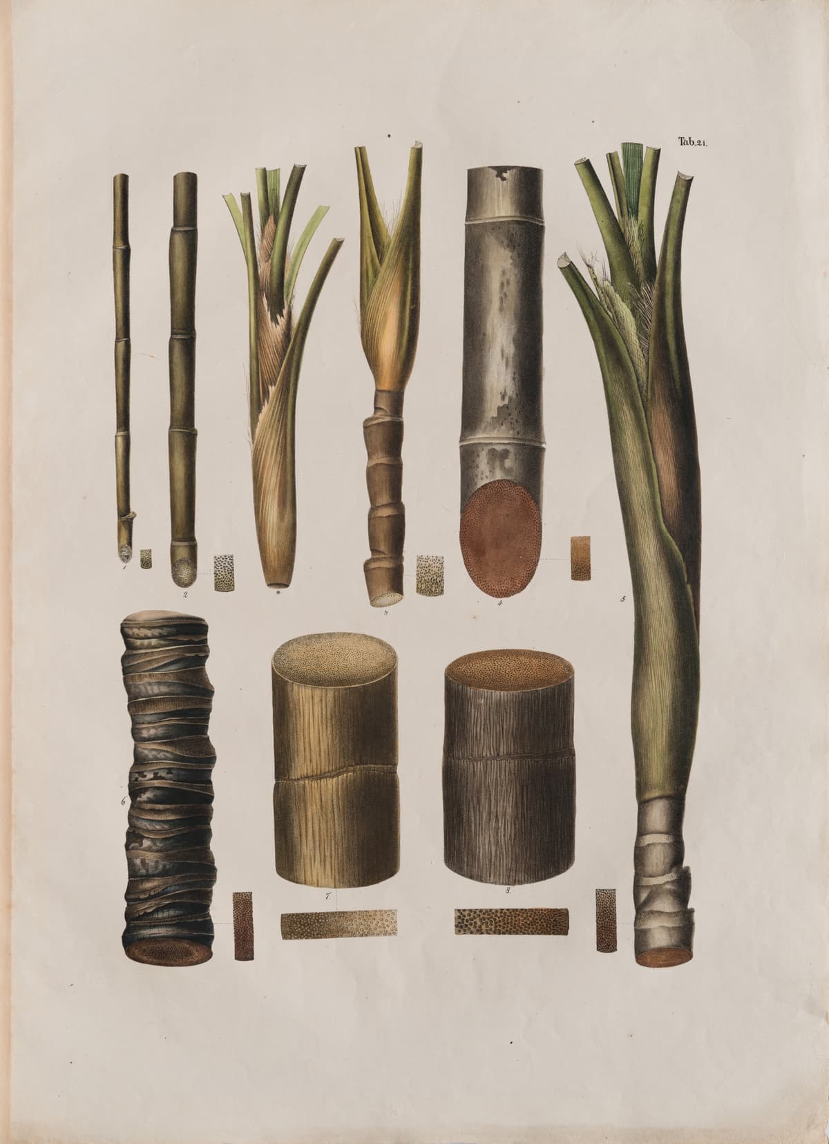 Botanical specimen of Livistona Humilis.