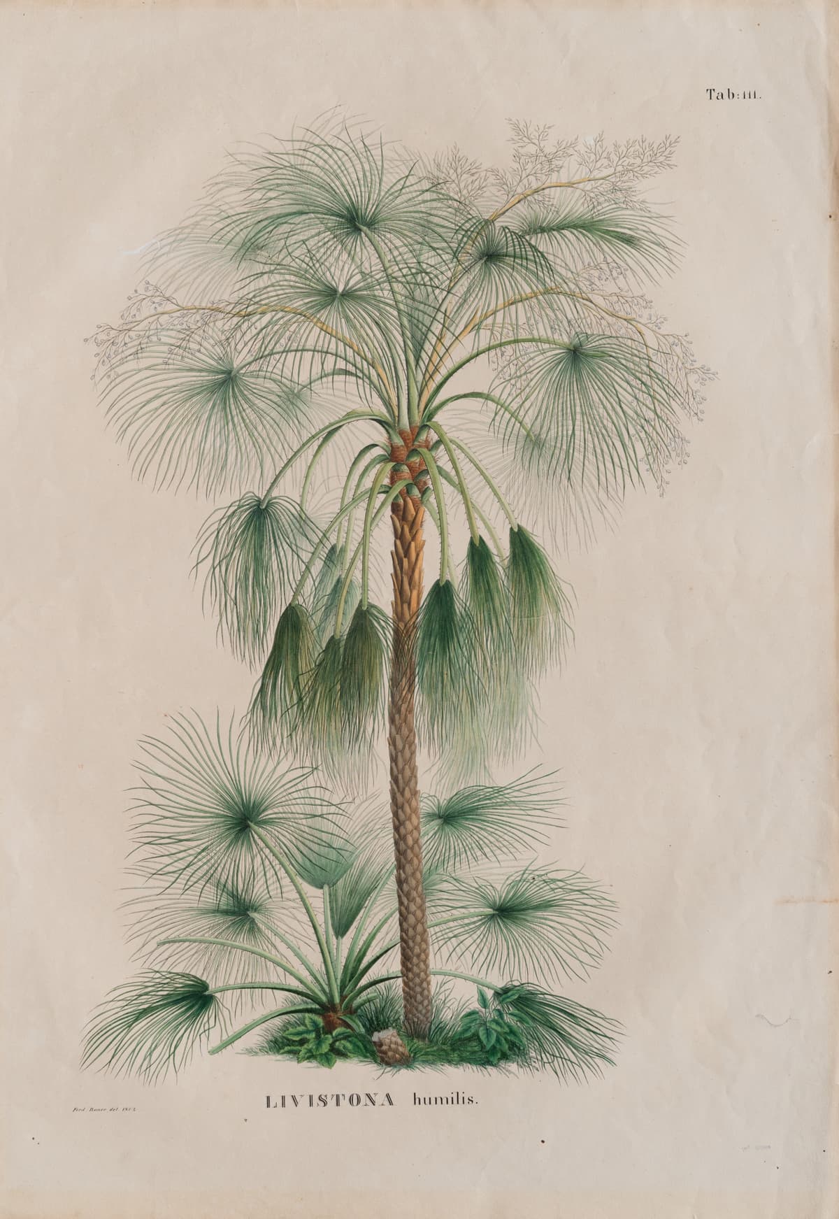Botanical specimen of Livistona Humilis.