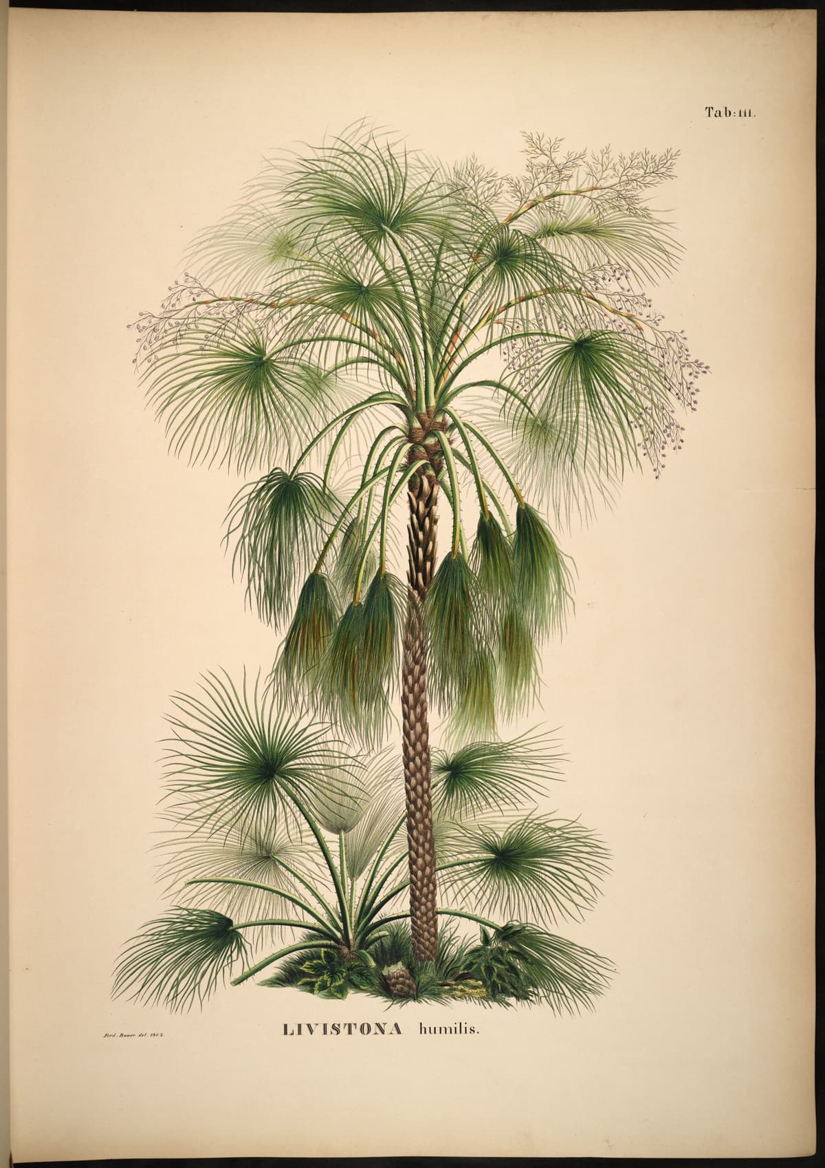 Botanical specimen of Livistona Humilis.