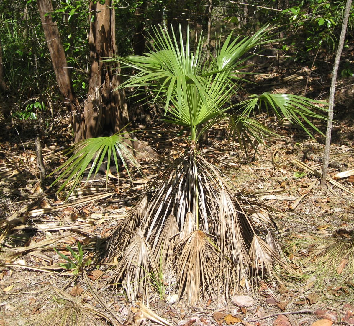 Botanical specimen of Livistona Humilis.