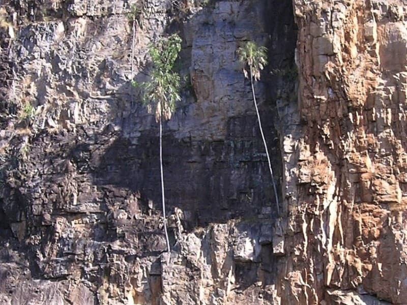 Botanical specimen of Livistona Inermis.
