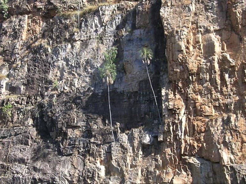 Botanical specimen of Livistona Inermis.