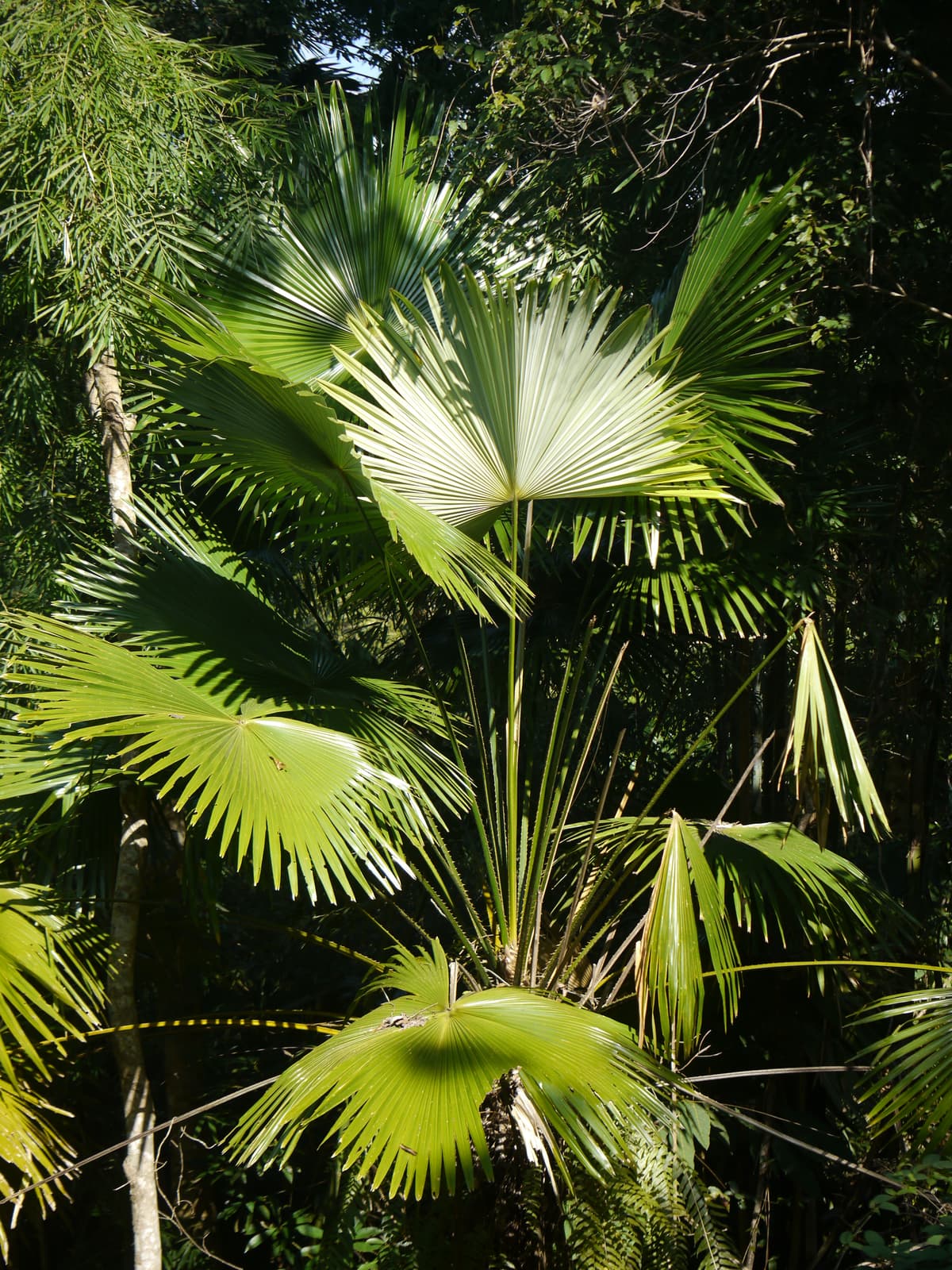 Botanical specimen of Livistona Jenkinsiana.