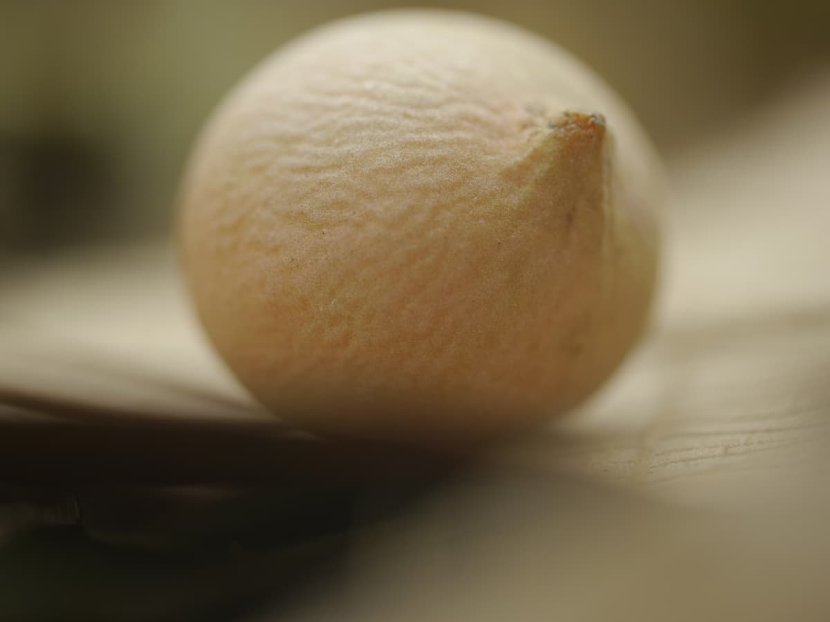 Botanical specimen of Livistona Jenkinsiana.