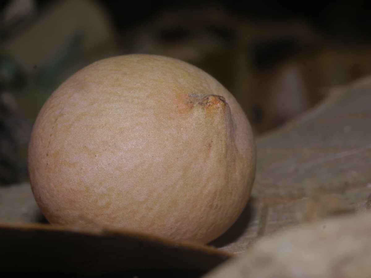Botanical specimen of Livistona Jenkinsiana.