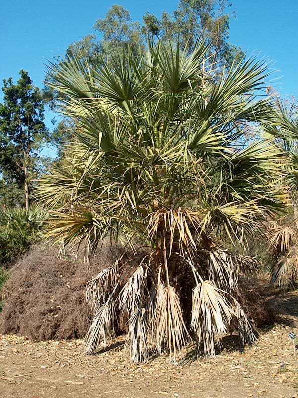 Botanical specimen of Livistona Lanuginosa.