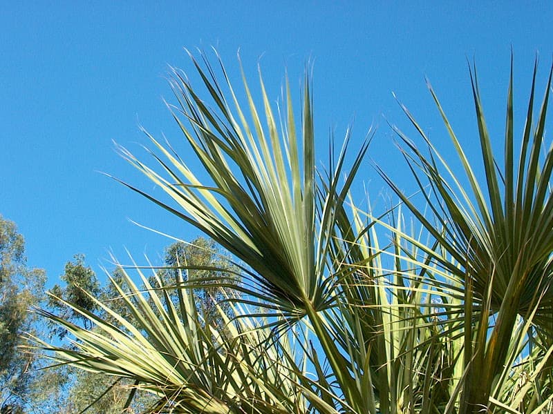 Botanical specimen of Livistona Lanuginosa.
