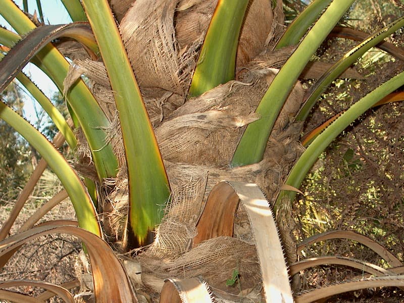 Botanical specimen of Livistona Lanuginosa.