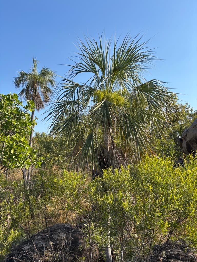Botanical specimen of Livistona Lorophylla.