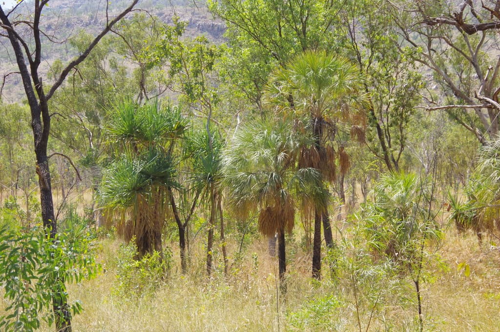 Botanical specimen of Livistona Lorophylla.