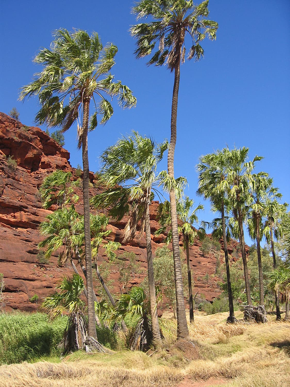 Botanical specimen of Livistona Mariae.