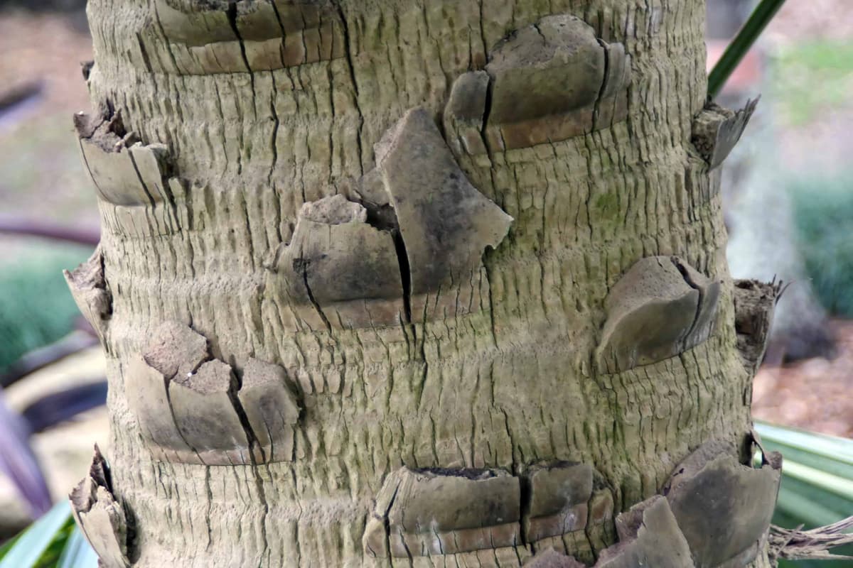 Botanical specimen of Livistona Mariae.