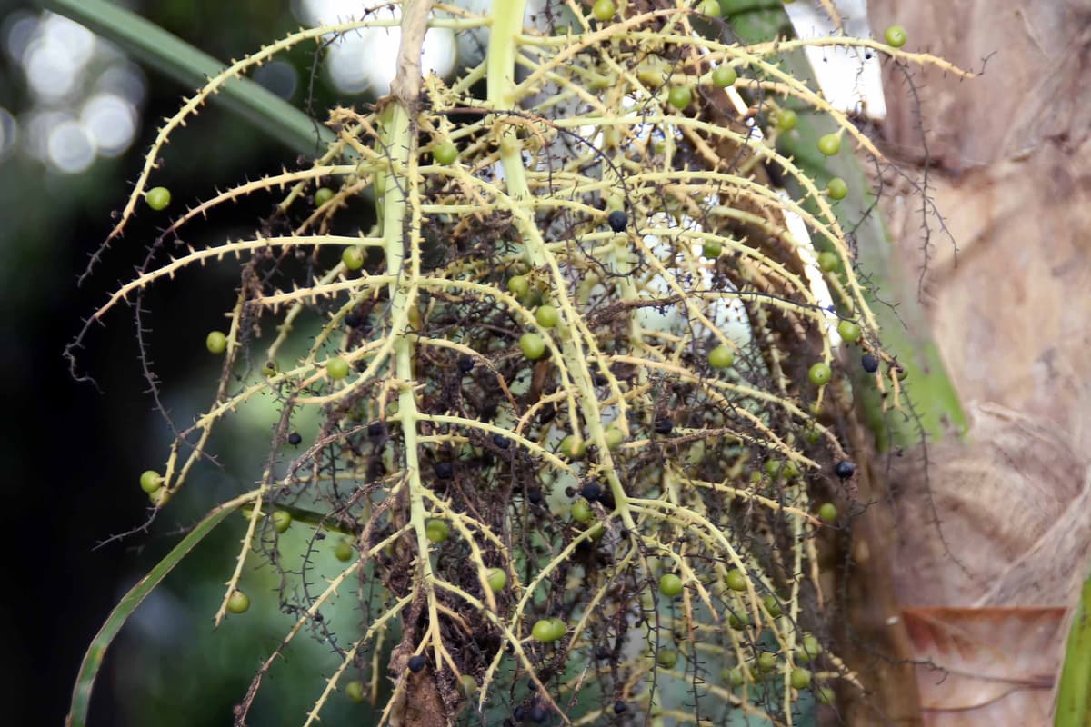 Botanical specimen of Livistona Mariae.