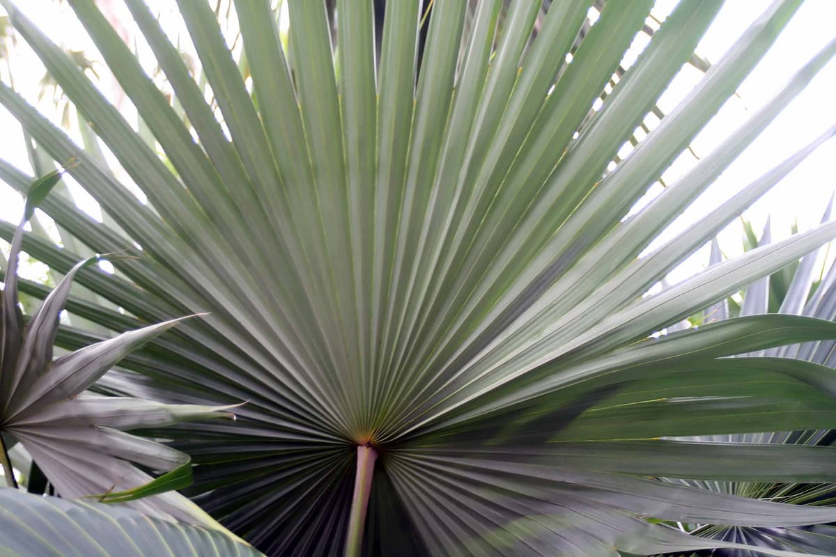 Botanical specimen of Livistona Mariae.