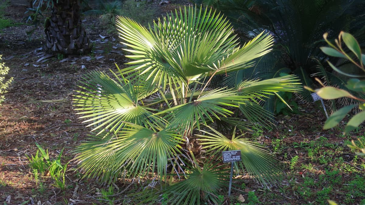 Botanical specimen of Livistona Muelleri.