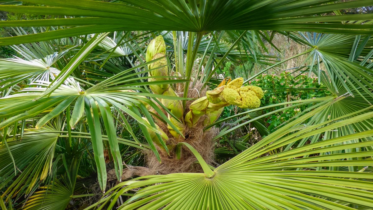 Botanical specimen of Livistona Muelleri.
