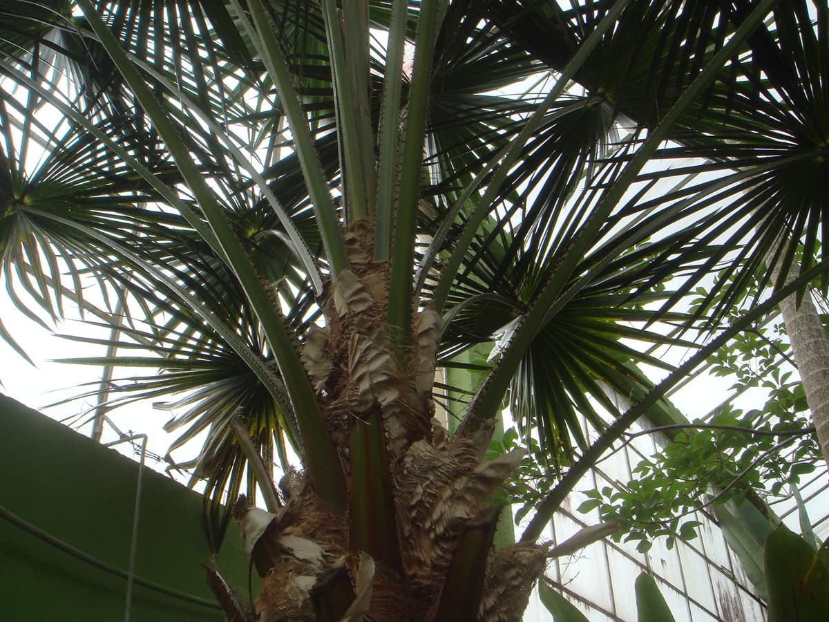 Botanical specimen of Livistona Muelleri.