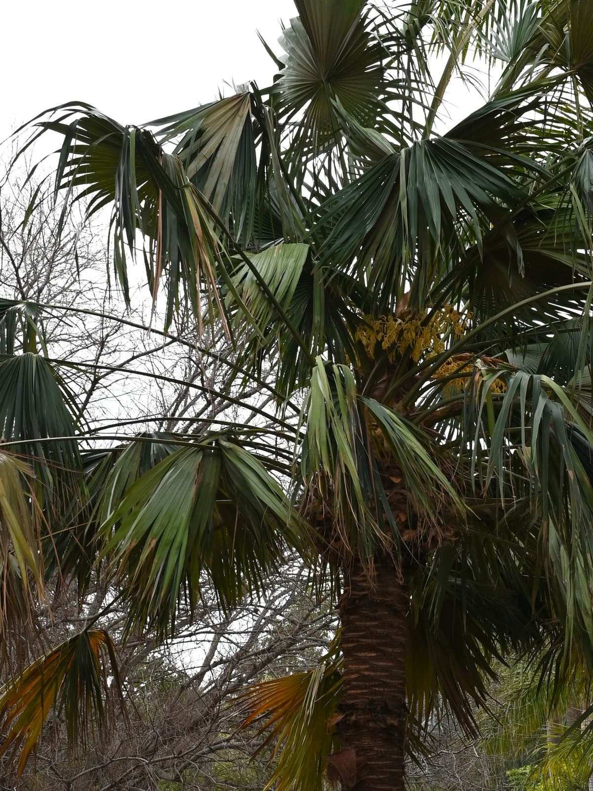 Botanical specimen of Livistona Muelleri.