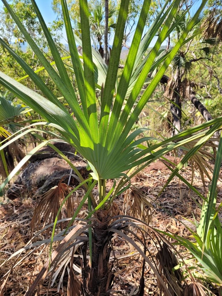 Botanical specimen of Livistona Nasmophila.